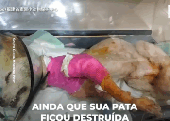 M3108005 Viver na rua já era um suplício para esse pobre cachorrinho