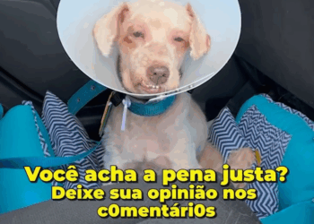 M3108006 Entrei na justiça em nome do Scooby para lutar para que os tutores fossem realmente responsabilizados pun1d0s por todo s0fr1ment part2