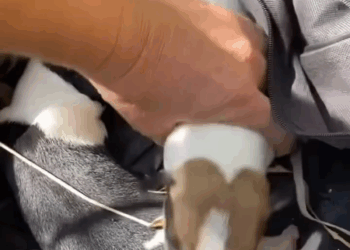 M3108007 Até quando meu Deus Me ajuda gente bater aquela meta da vakinha no link da bio para CASTRAR animais de rua de famílias de bai part2