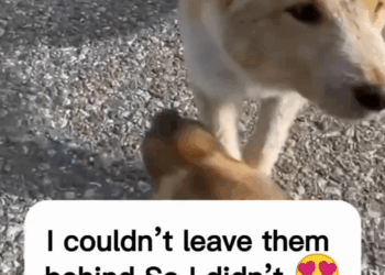 M3108008 From mountains dog dogrescue dogloves Pet Guardians part2