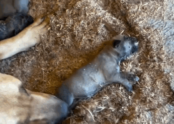 M3108009 Video by fazendaaboavista part2