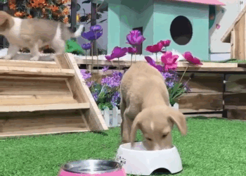 MAI MỚI Amazing rescue Two puppies abandoned watch rescue team pull off incredible rescue part2