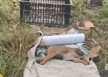 M0508001 Rescue abandoned puppy part2