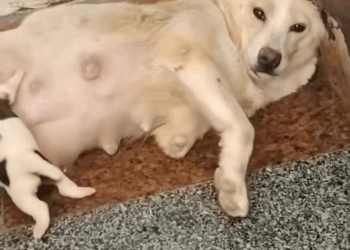 M0208002 dog dogsoftiktok poordog rescuedog part2