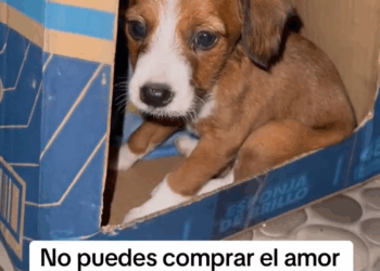 M2907032 Lo tiraron la calle así enfermito Jose Delgado part2 Copy