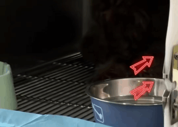 M0208004 Disabled Teddy Journey to Hope saveadog viraldog animalrescue d