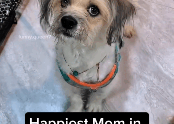 M0208005 Meet the Happiest Mom in the world puppy dogreaction bravedog h