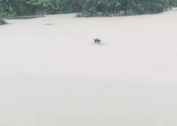 M0208007 The flood water is too big pet xuhuong fyp trending dog dogso