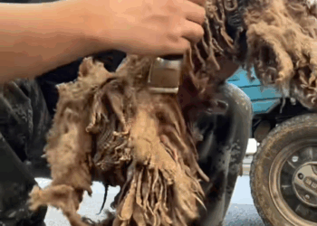 M0208010 change to be better pet trending fyp xuhuong petsoftiktok dog part2