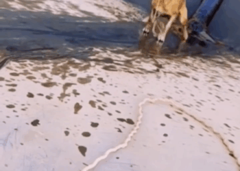 M0208011 Rescue poor dog pet trending fyp xuhuong petsoftiktok dog dogs