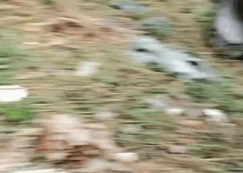 M0208012 Poor dogs pet fyp xuhuong trending dog dogsoftiktok petsoftiktok part2