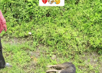 M2907033 Quien pudo hacerle esto Jose Delgado part2 Copy