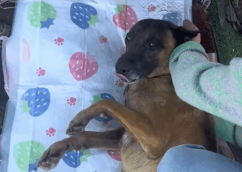 M0208013 No one needs me pet xuhuong fyp trending dog dogsoftiktok pets