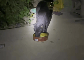 M0208015 Poor dog pet xuhuong fyp trending dog dogsoftiktok petsoftiktok part2