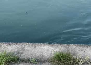 M0208016 OMG pet xuhuong fyp trending dog dogsoftiktok petsoftiktok part2