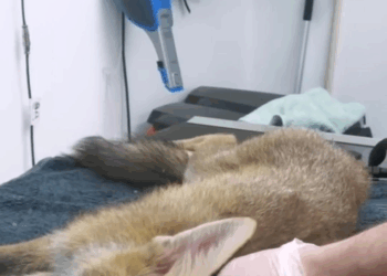 M0208019 Rescue silly fox trapped in net animals rescue rescueanimals part2