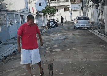 M0208020 Rescue stray dog with severe hair loss rescue animals puppy dog