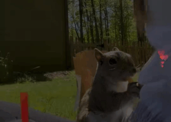 M0208021 The kind girl saved squirrel from heatstroke and took care of her l