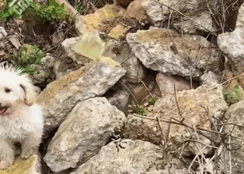 M2907033 Quien pudo hacerle esto Jose Delgado part2 Copy