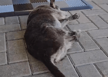 M0208022 TikTok video (1) part1