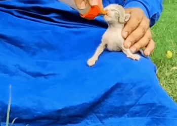 M2907016 Hearts Paws Rescue on Reels (4) part2 Copy