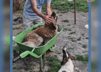 M0208001 He Gave Up on Humans Until One Knelt Down to Help part2