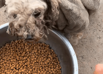 M0208024 rescuedog Dog Home page independent site link purchase can help do