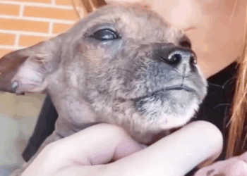 M0208025 Kind girl takes care of stray dog with skin disease surprising thi