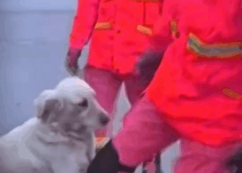 M0208026 Dog Rescue Reaction Will Melt your Heart reacuedog dogreaction