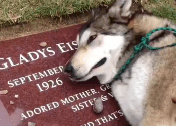 M0208027 Poor baby miss his best friend shortfilm catsoftiktok cat catlov