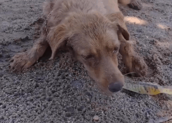 M0208028 Are you alright Baby dog doglover dogs dogrescue rescue resc