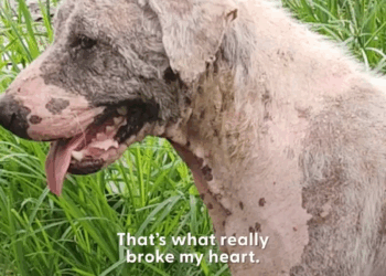 M2907033 Quien pudo hacerle esto Jose Delgado part2 Copy