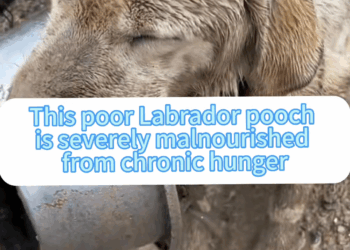 M0208029 dogsoftiktok straydog rescuedog doglove foryou tiktok dog part1