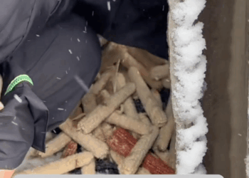 M0208030 dog foryou tiktok dogsoftiktok straydog doglove rescuedog part2