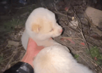 M0208031 dog foryou tiktok dogsoftiktok straydog doglove rescuedog (1) part2