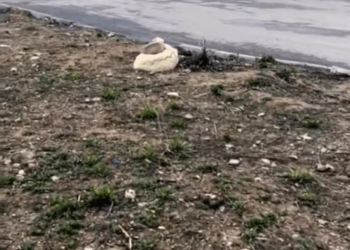 M0208032 dogsoftiktok straydog rescuedog doglove foryou tiktok (1) part1