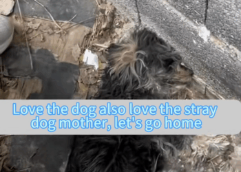 M0208033 dogsoftiktok straydog rescuedog doglove foryou dog tiktok part2