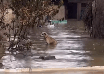 M0208034 Cientos de voluntarios se han movilizado para rescatar los animales