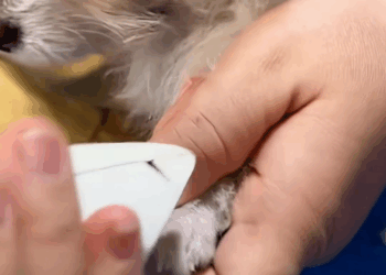 M0208036 If it were you would you dare stop your car to save such homeless part2