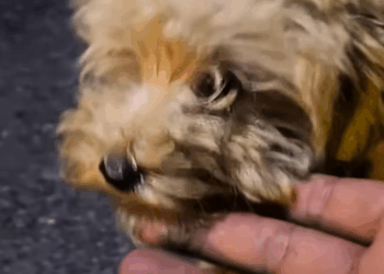 M0208037 Rescue poor puppy wandering on the highway and then rescue res