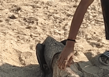 M2907036 Stray Dog Who Looked Like Stone Gets The Transformation He Deserves part2 Copy