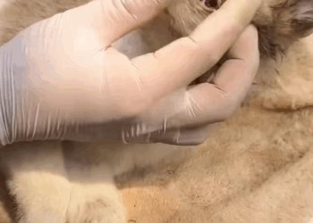 M0208038 Rescue puppy rescue rescueanimals dog part2