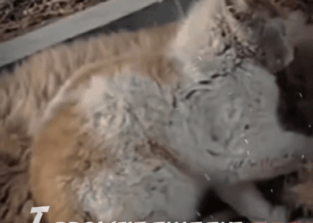 M0208039 CapCut poordog poorcat fyp part1