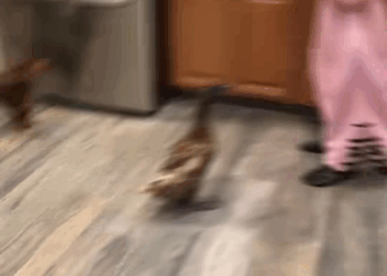 M0208040 My dog rescued drowning duckling animal animalsoftiktok animallo