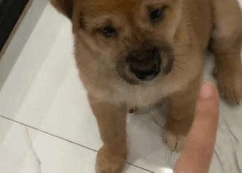 M0208041 Man rescued puppy stuck in the wall and then animal animalsoftikt