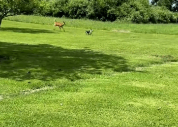 M0208043 The brave black dog saves baby deer and they became beautiful fri