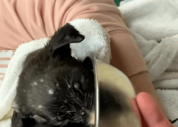 M0208042 Rescuing puppies that have lost their mother rescue animalsoftiktok