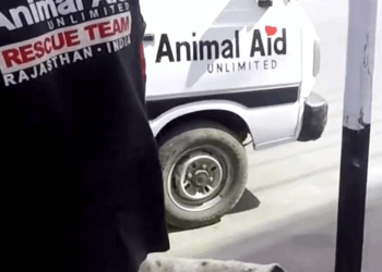 M0208047 toyching story when mother dog begs passerby to save her baby Re