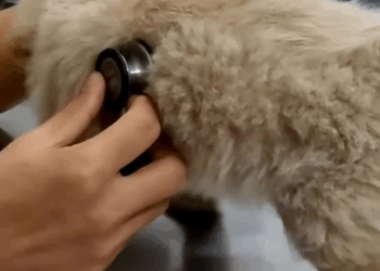 M0208046_Rescue baby dog on the road rescue animals animalsoftiktok rescue…_part2