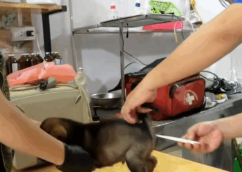 M0208045 Rescue baby dog rescue animals animalsoftiktok rescueanimals part2